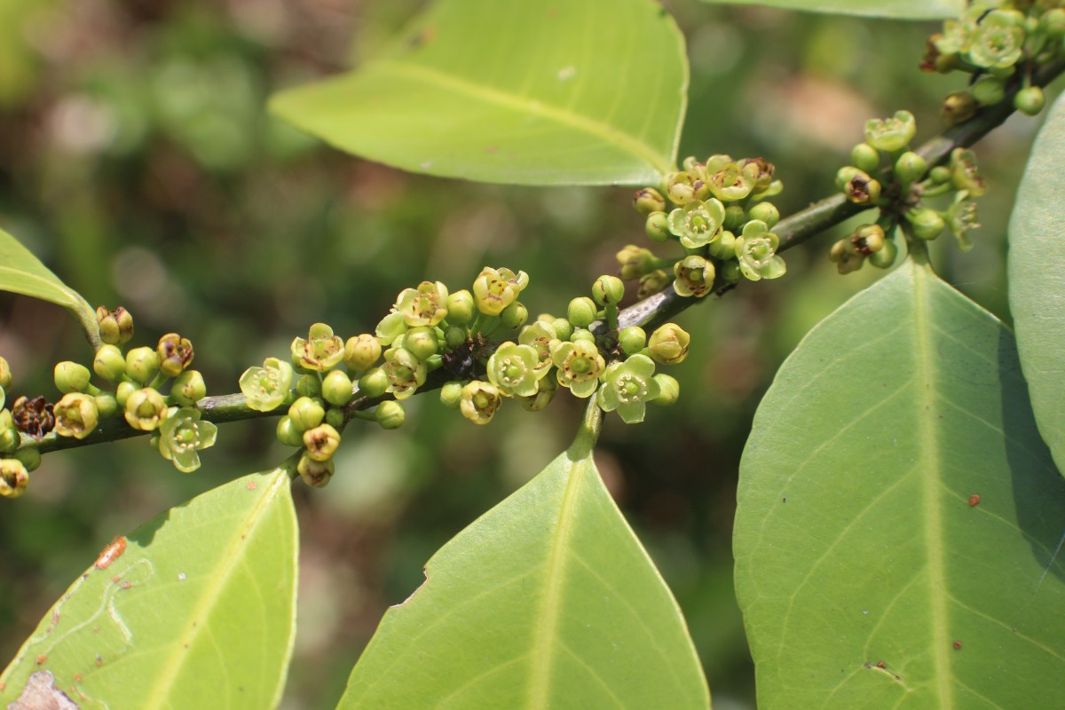 Casearia zeylanica (Gaertn.) Thwaites